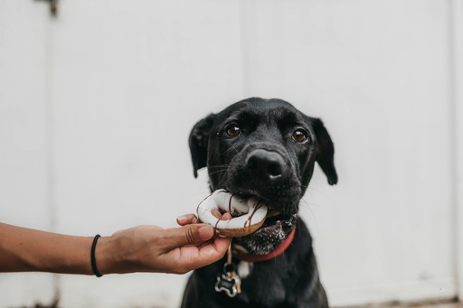 Happy Snackbox Hond